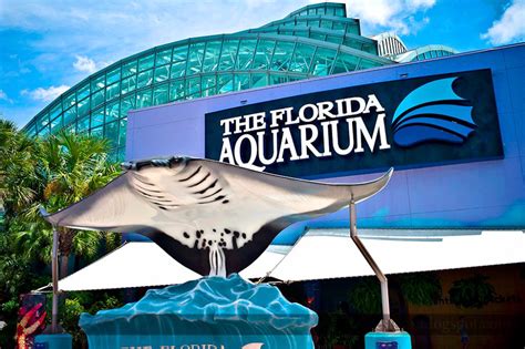 Florida aquarium tampa fl - Tampa's excellent aquarium is among the state's best. Cleverly designed, the re-created swamp lets you walk among herons and ibis as they prowl the mangroves. Programs let you swim with the fishes (and the sharks) or take a catamaran ecotour in Tampa Bay. For better control of the crowds, tickets are priced by entry time.